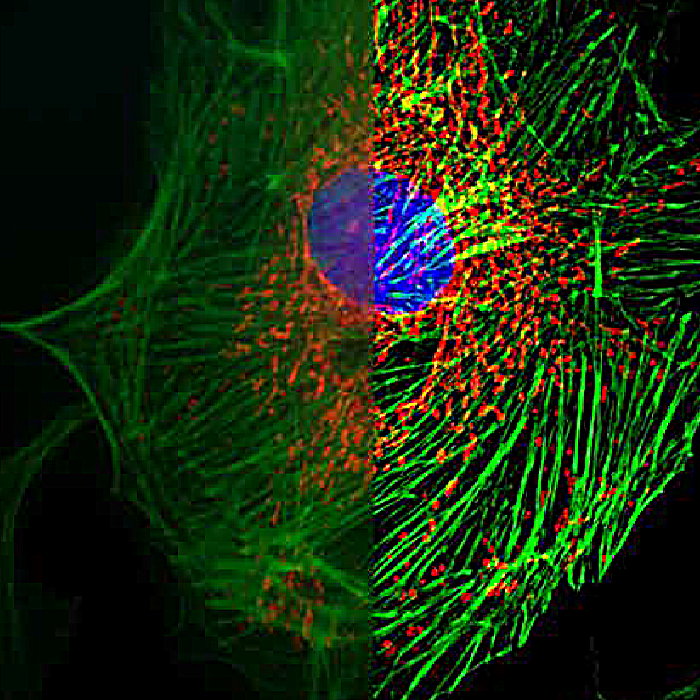 B-SIM298 Fluorescence Microscope Sample