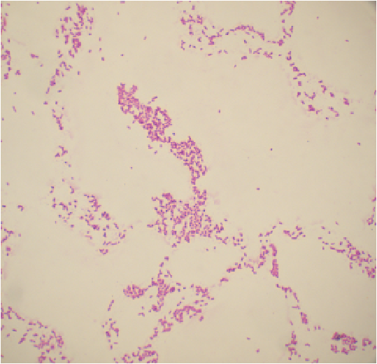 BSM Gram-negative Bacteria Escherichia Coli