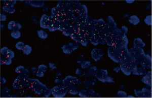 BSM Multicolor Fluorescence Fusion Image