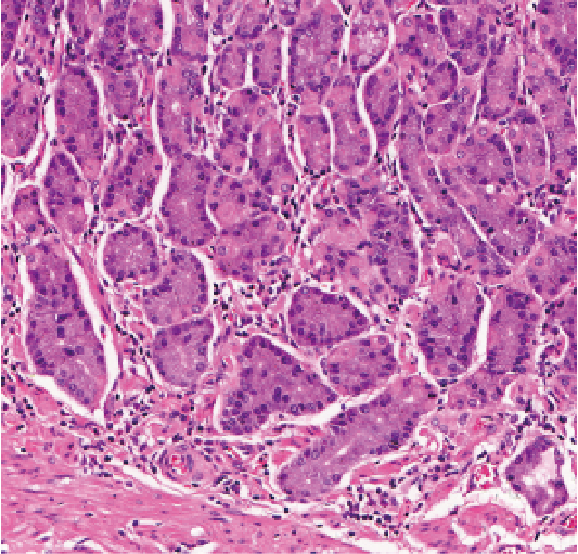 BSM Tissue Sections Slide